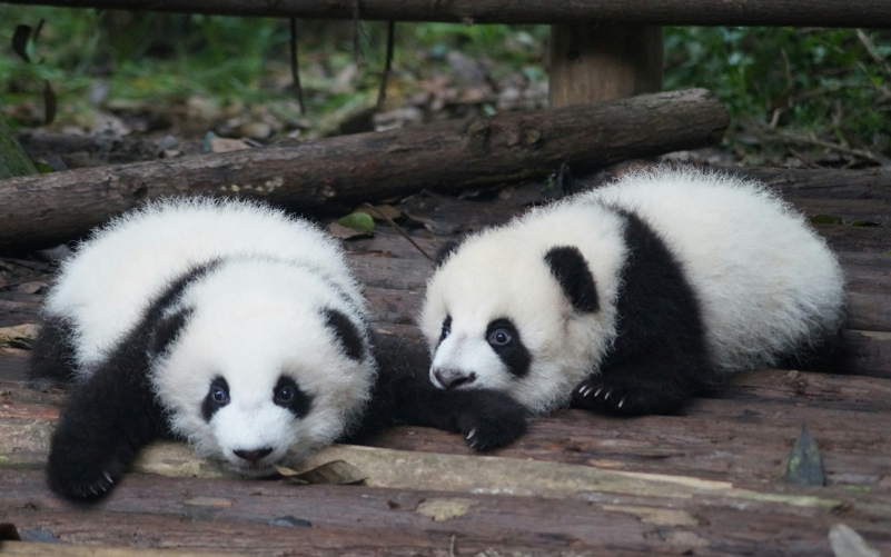 Chengdu